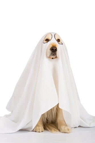 Disguise your pet in Ghost Halloween 