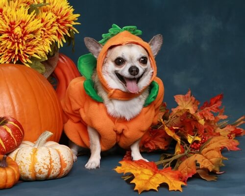  Disguise your pet in pumpkin Halloween 