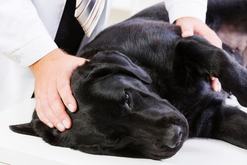 Leptospirosis in dogs: symptoms